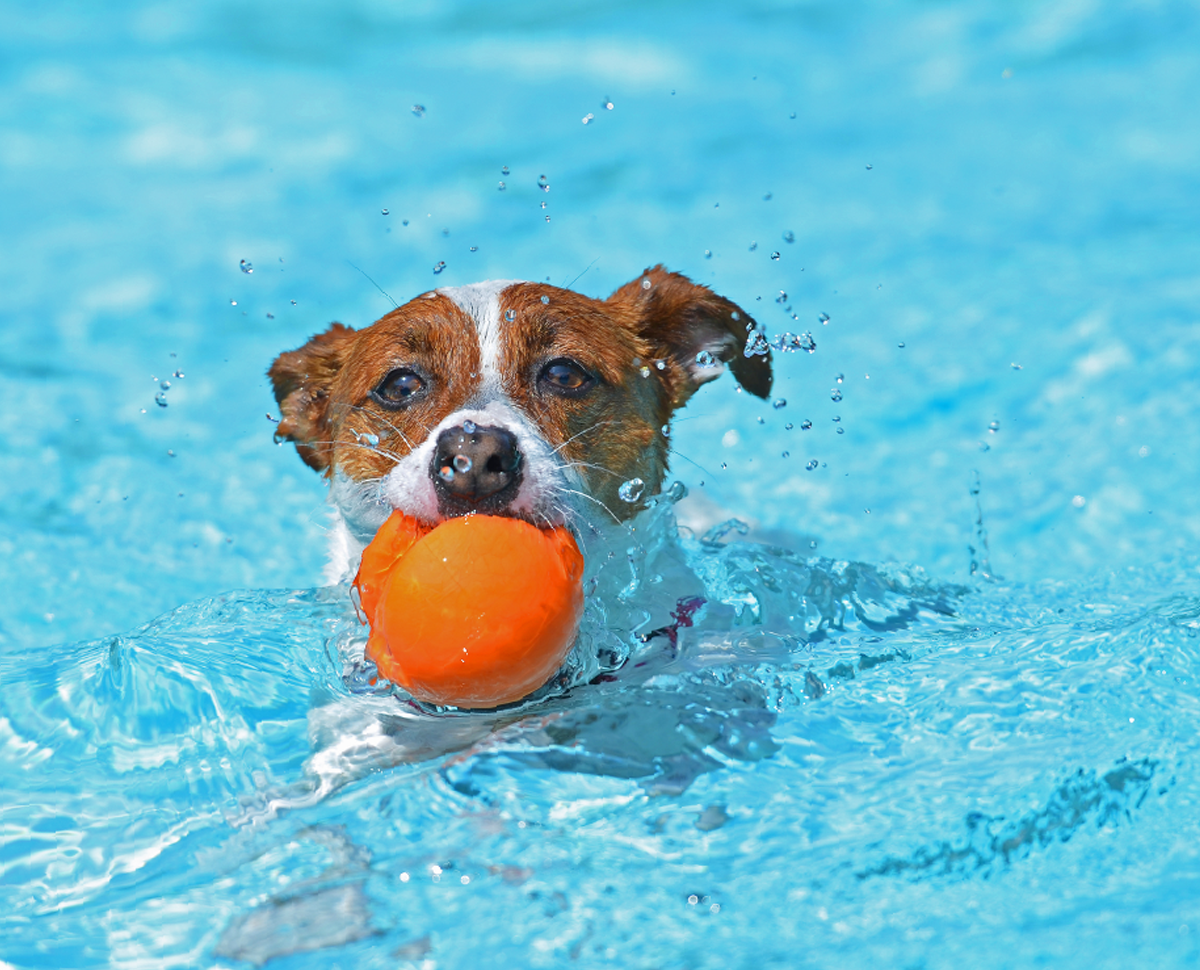 Pawsitive https://kailiostudija.lt/wp-content/uploads/2019/07/hero_image_03.png
