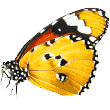 https://kailiostudija.lt/wp-content/uploads/2019/08/butterfly.png