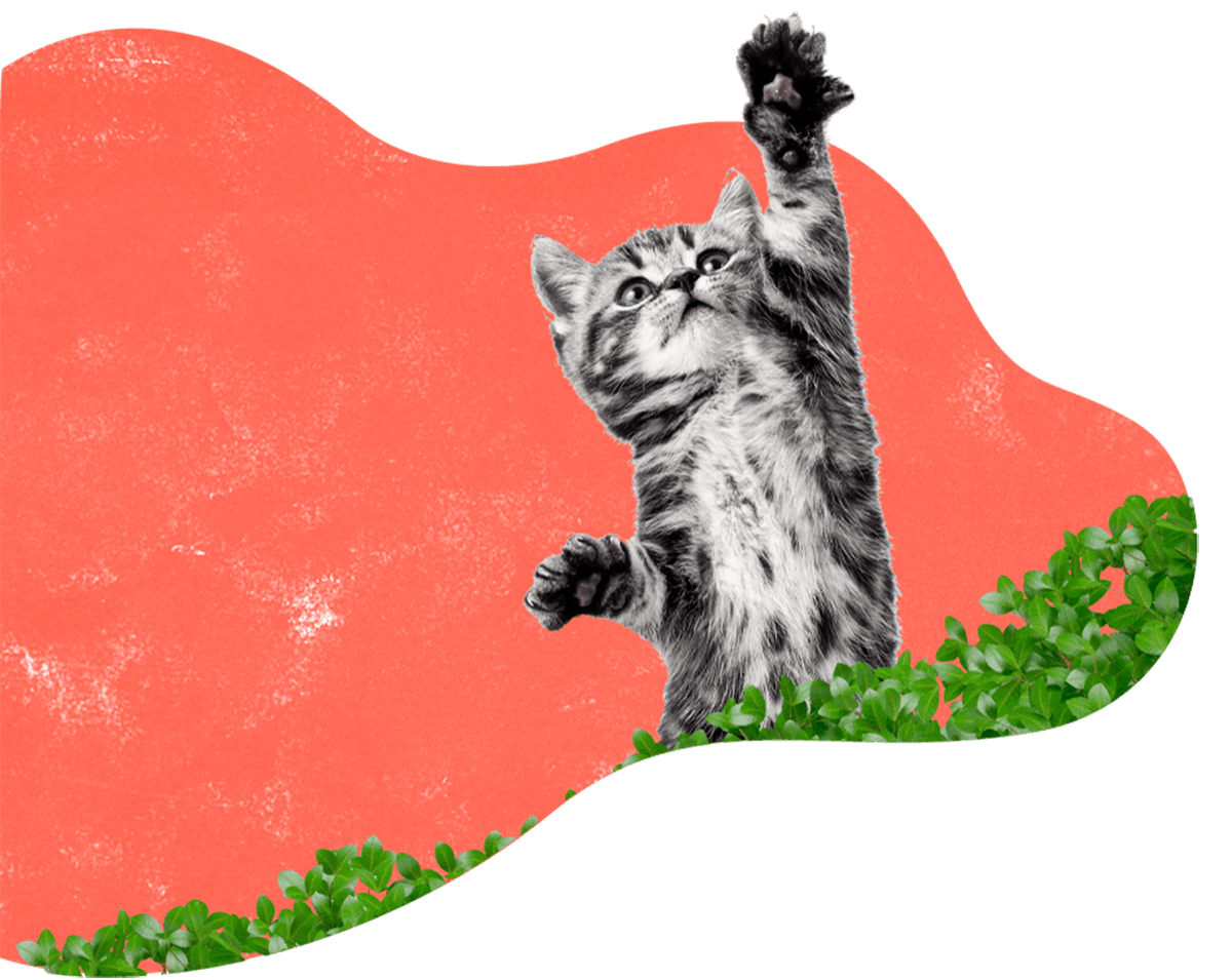 Pawsitive https://kailiostudija.lt/wp-content/uploads/2019/08/hero_image_12.png